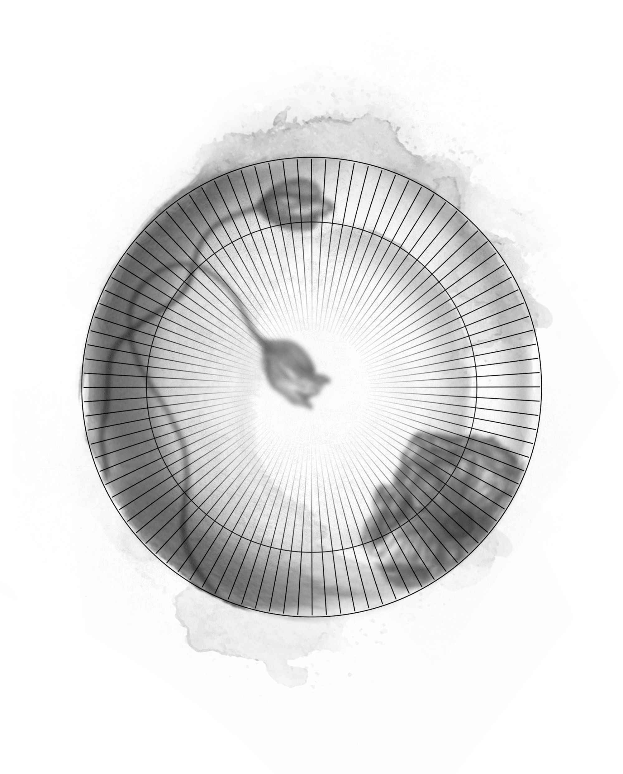 Plate Ø27 cm